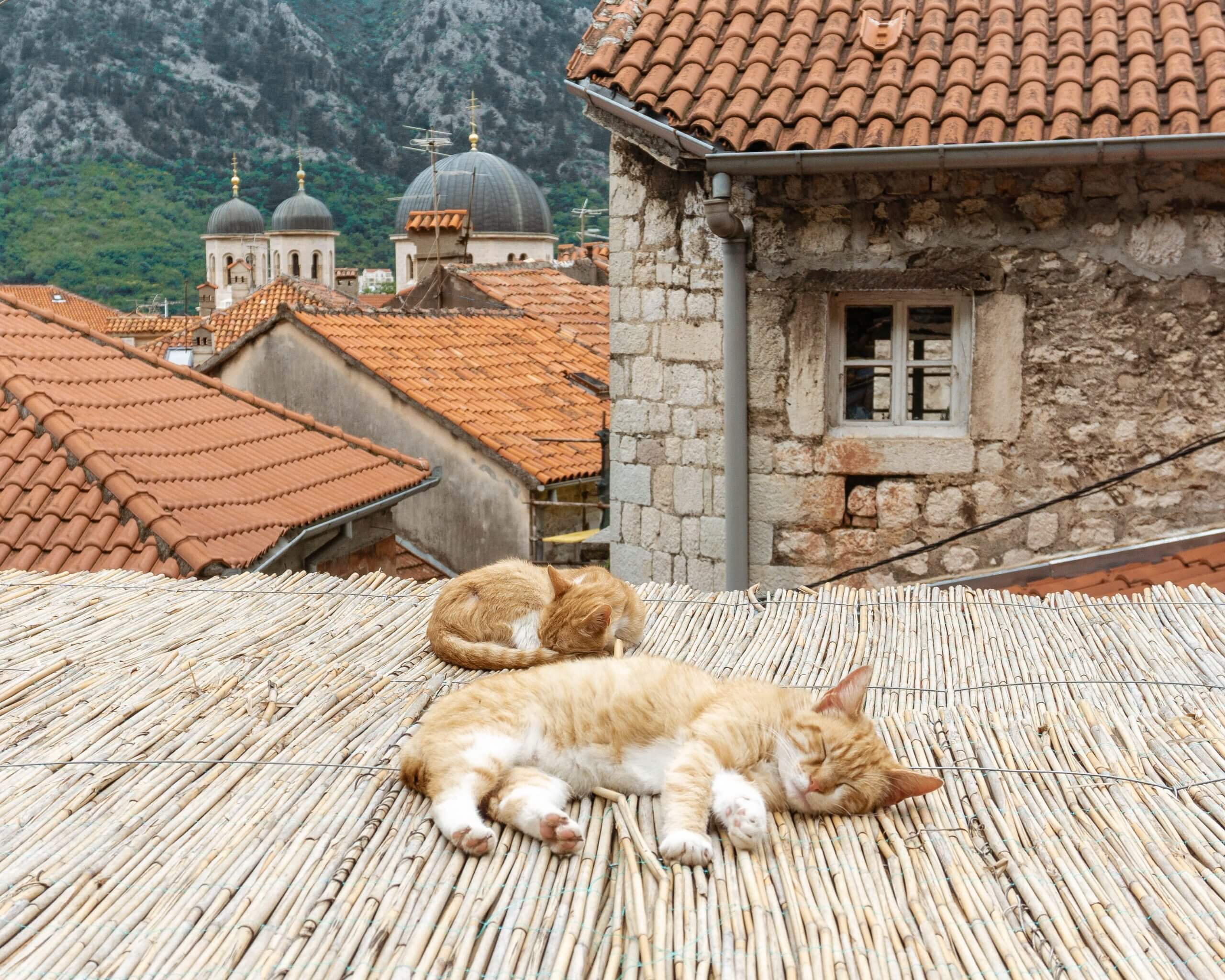 The cats of Kotor sleeping.