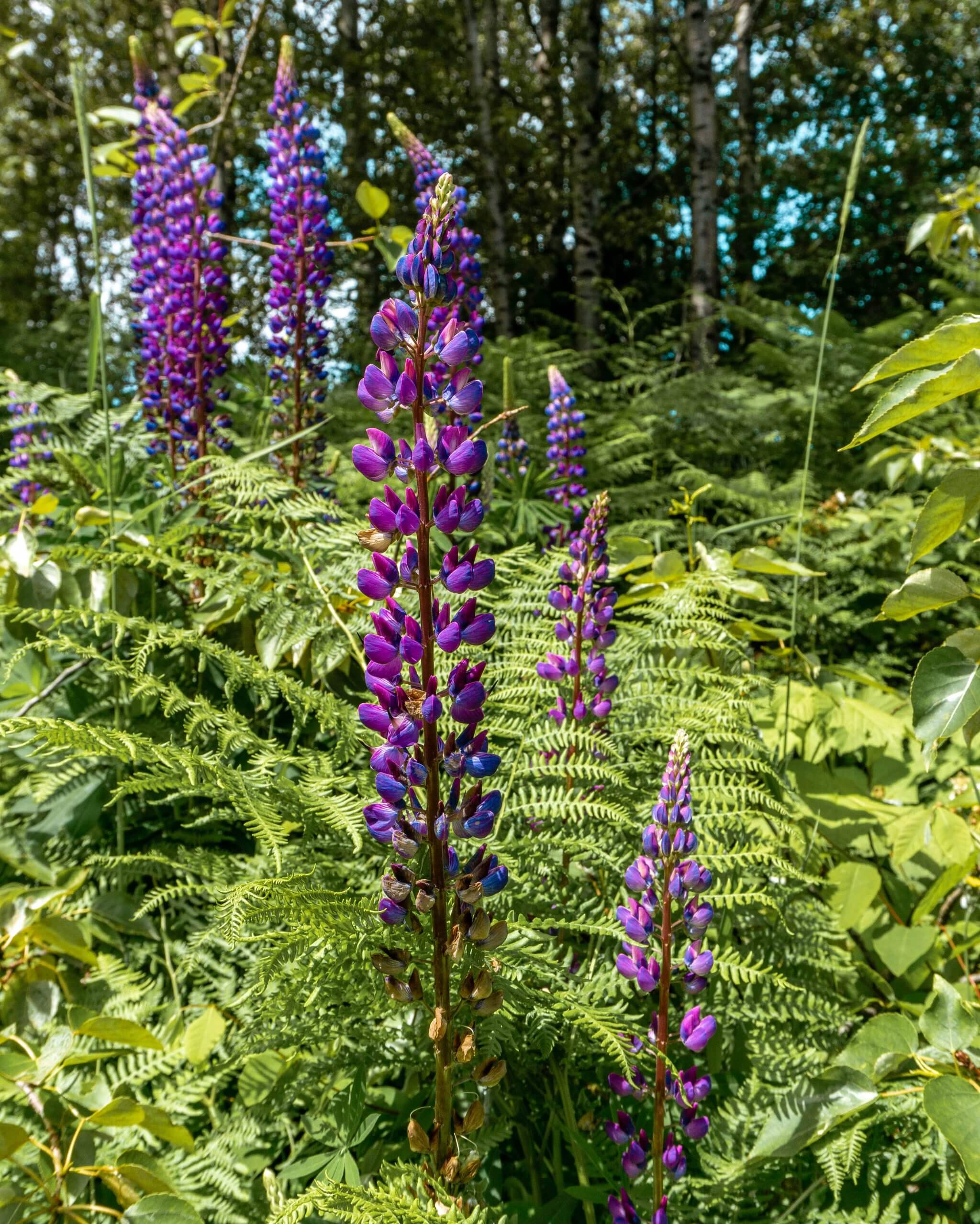 Purple flowers in nature.
