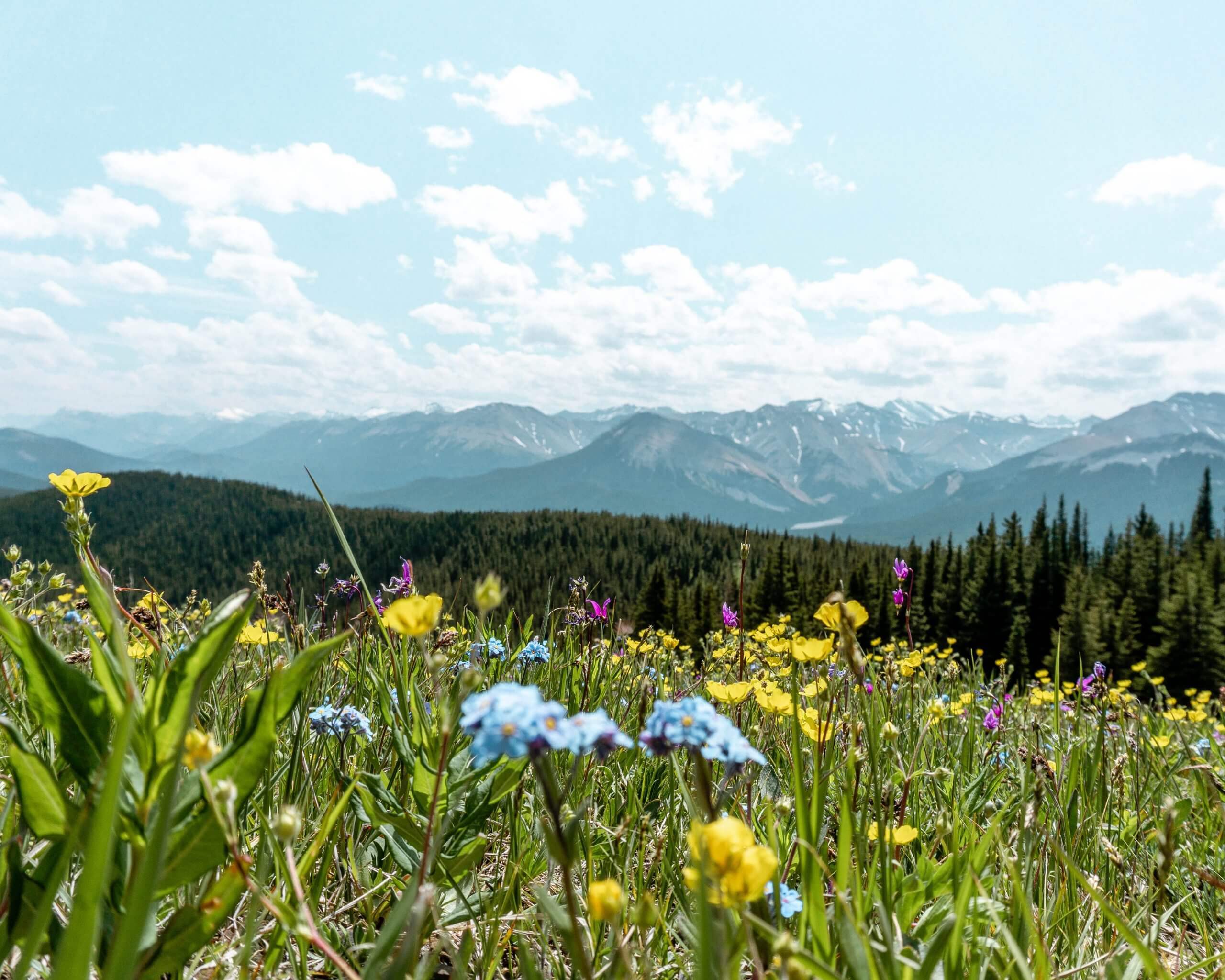 Stunning views of mountain flowers in Alberta.