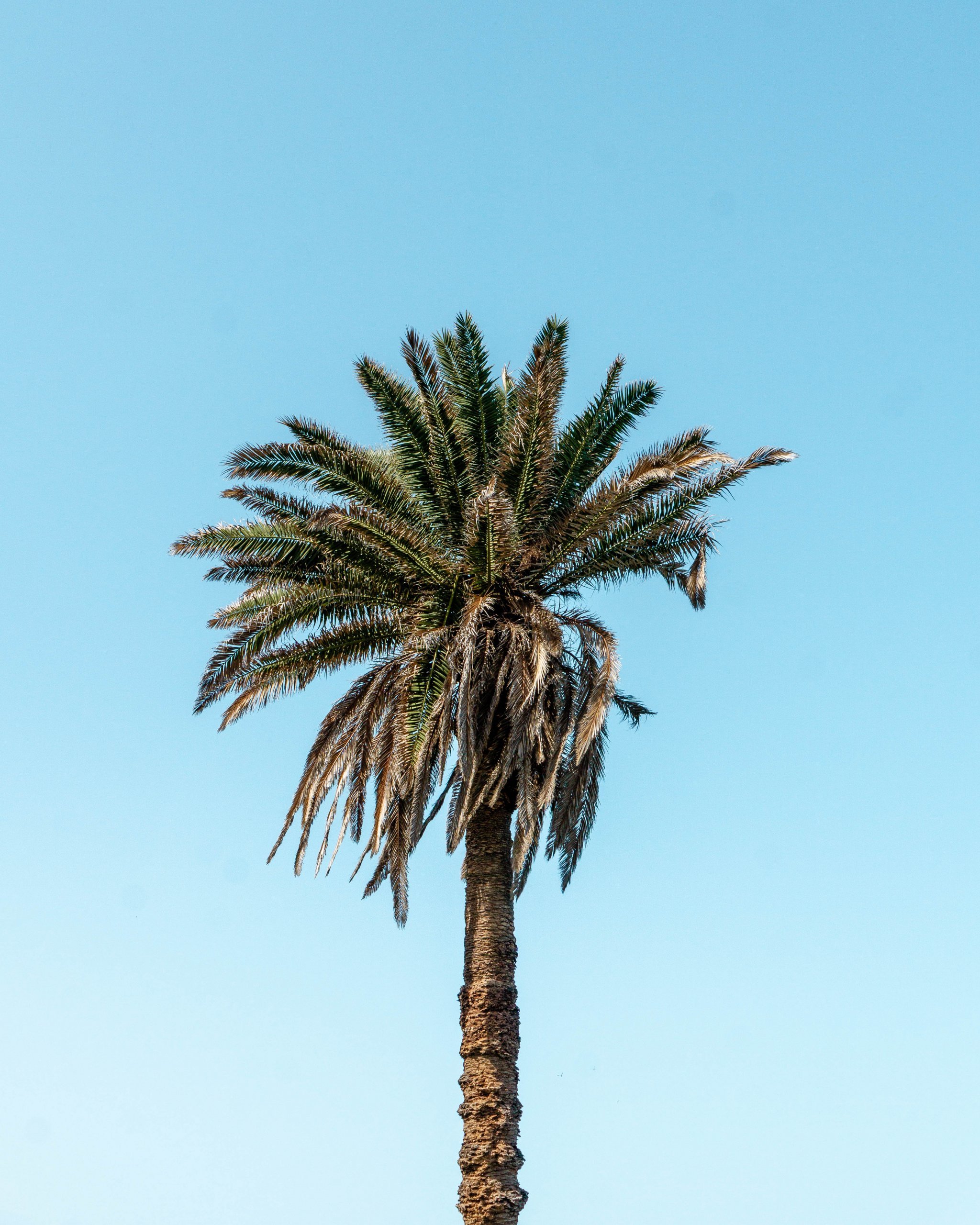 Beautiful palm tree in Spain.