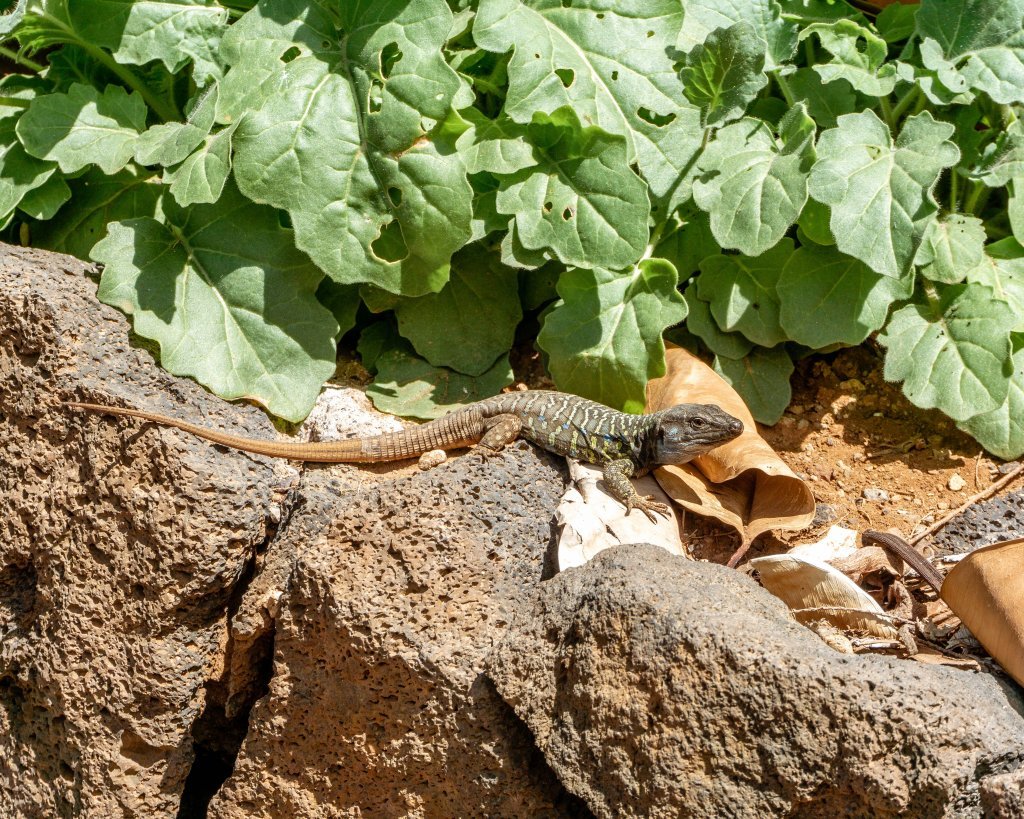 Beautiful lizard in Puerto de la Cruz.