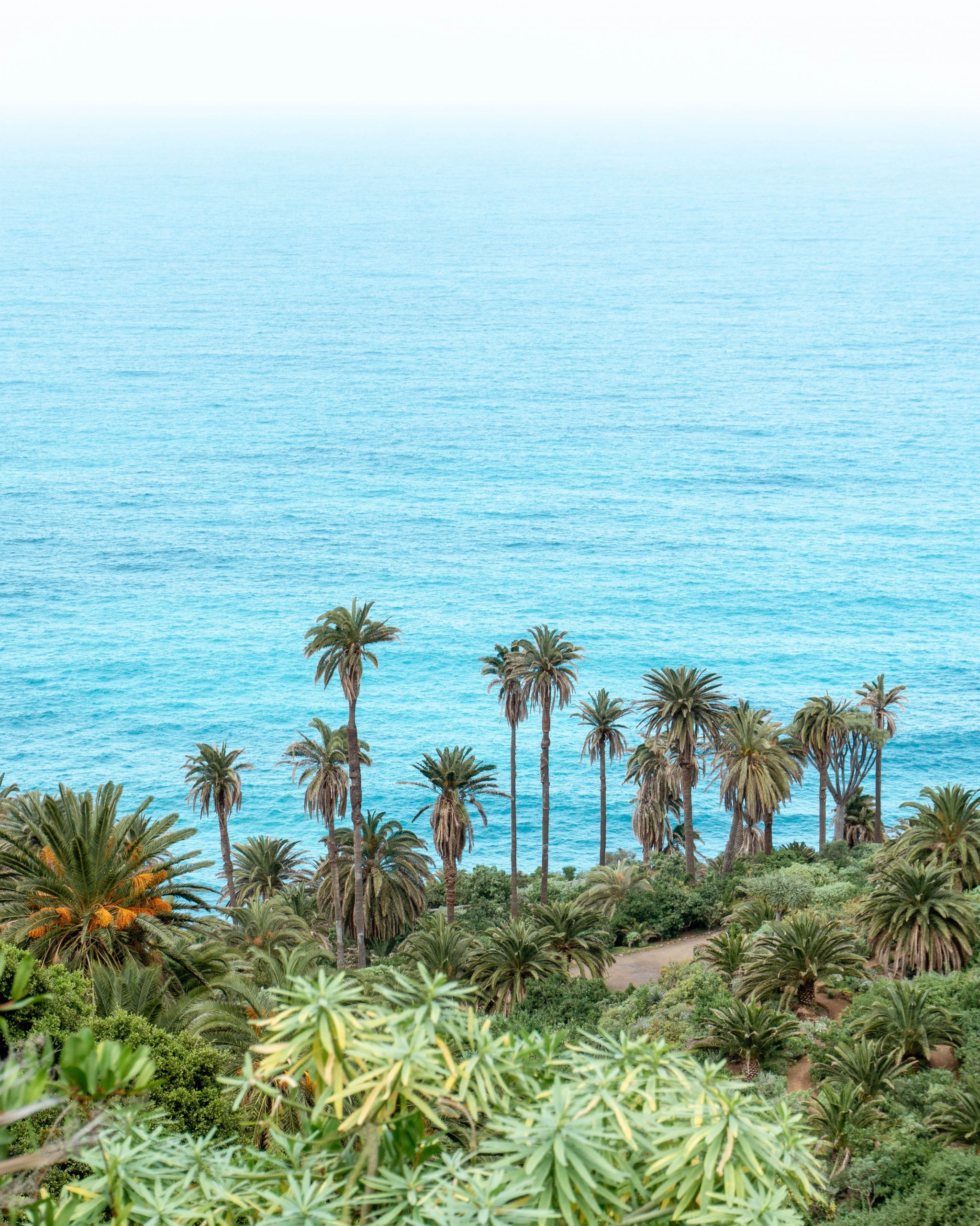 Palm trees in Spain!
