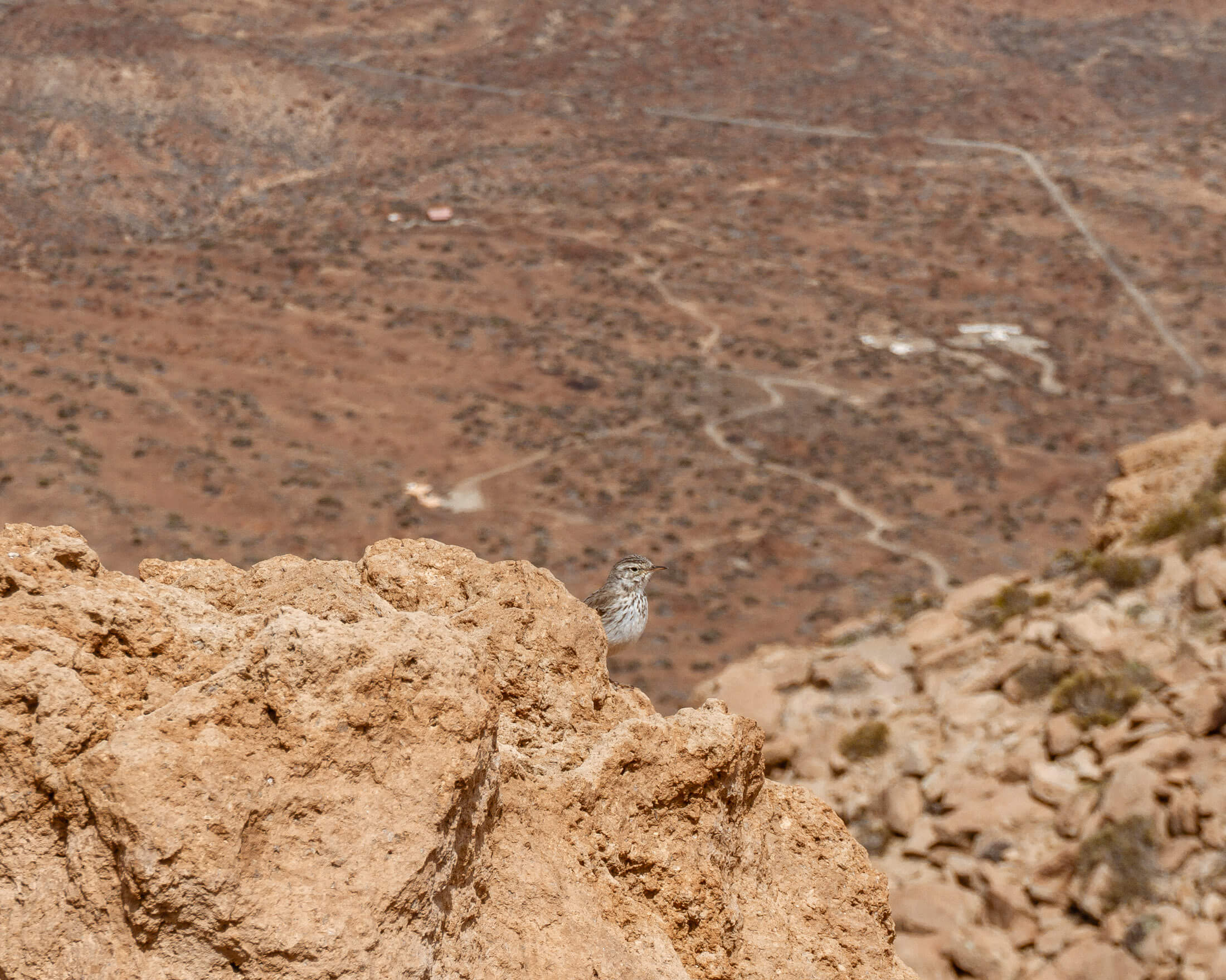 Cute little bird along our hike in Spain.