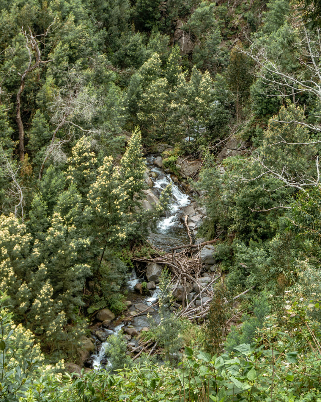 Beautiful river flowing through a forest near Funchal.