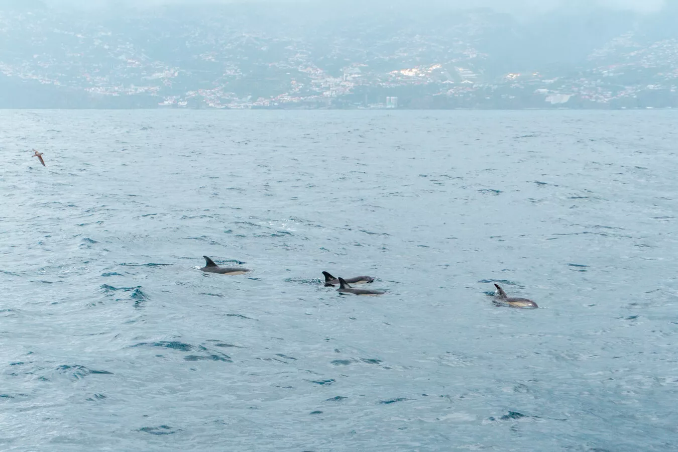 Dolphins swimming off the coast of Funchal in Madeira.