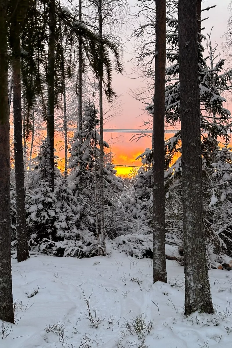 A vivid winter sunrise glows orange and yellow through a snowy forest, casting warm light between tall pine and birch trees.