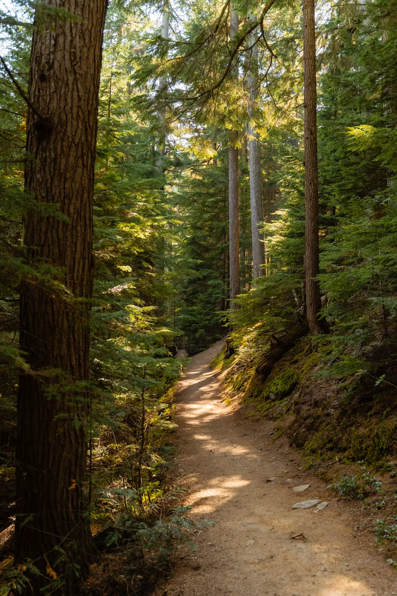 A winding hiking trail cuts through a sunlit forest of tall evergreens, with moss-covered ground and dappled light creating a peaceful, inviting atmosphere.