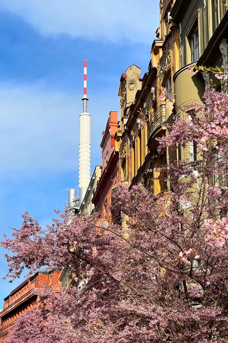 A view of Prague’s Žižkov Television Tower rising behind ornate historic buildings painted in warm tones, with blooming pink cherry blossoms framing the lower half of the image under a clear blue sky.