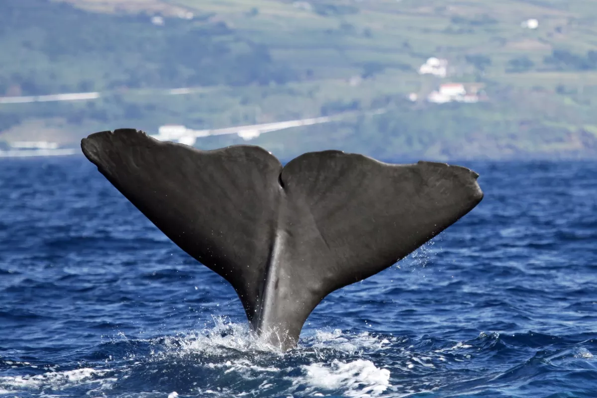 A close-up of a whale’s tail as it dives into the Atlantic Ocean, with water splashing around and a green, hilly coastline faintly visible in the background.