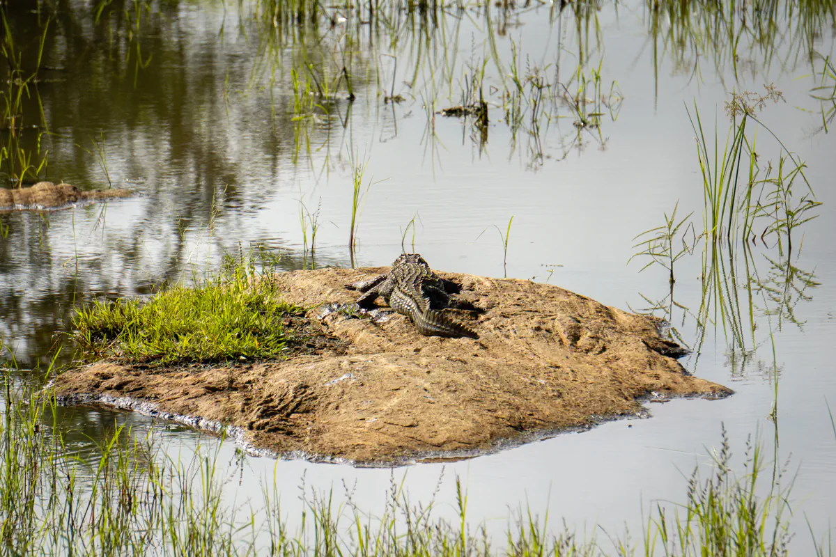 A crocodile lies motionless on a small muddy island surrounded by still, reflective water and tall grass.