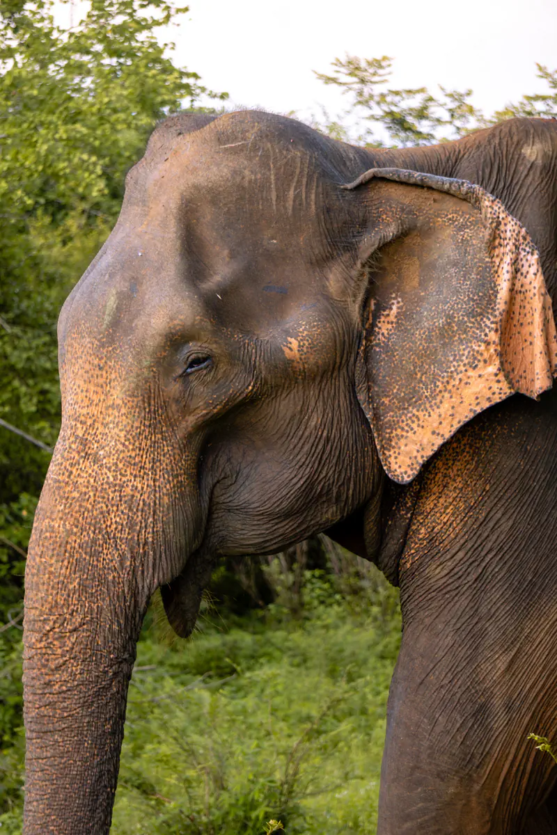 A close-up of an Asian elephant’s face shows its wrinkled skin, speckled ears, and long trunk against a green forest backdrop.
