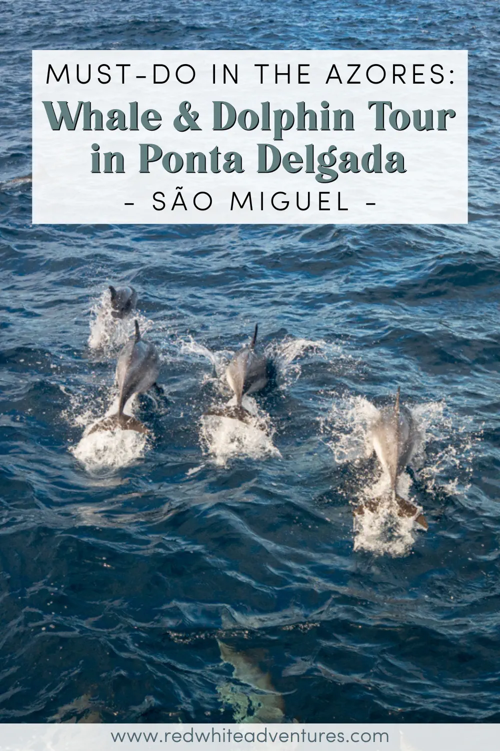 Several dolphins leap and swim together alongside a boat off the coast of São Miguel Island in the Azores. Text overlay reads, “Must-do in the Azores: Whale & Dolphin Tour in Ponta Delgada – São Miguel”.