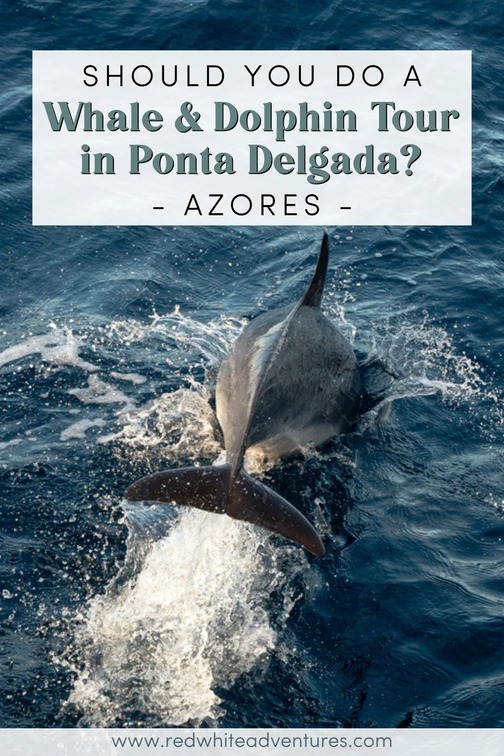 A dolphin surfaces in deep blue ocean water during a whale and dolphin watching tour in the Azores. Text overlay reads, “Should you do a Whale & Dolphin Tour in Ponta Delgada? Azores”.
