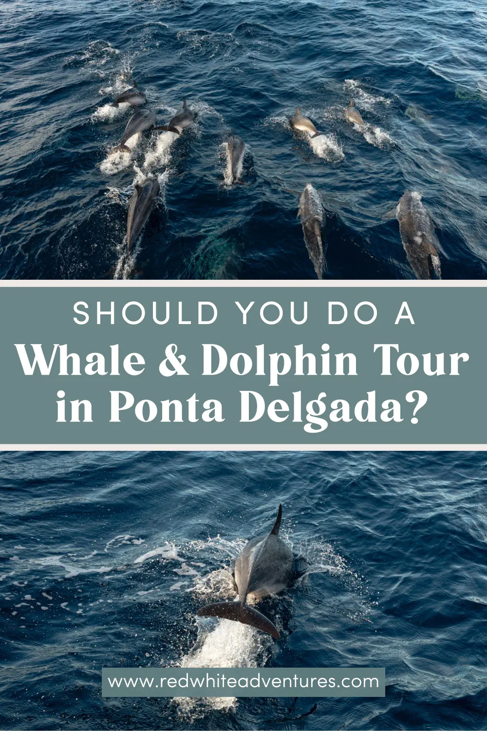 A pod of dolphins swims beside a boat in the Atlantic Ocean near Ponta Delgada. Text overlay reads, “Should you do a Whale & Dolphin Tour in Ponta Delgada?” with the Red White Adventures website shown at the bottom.