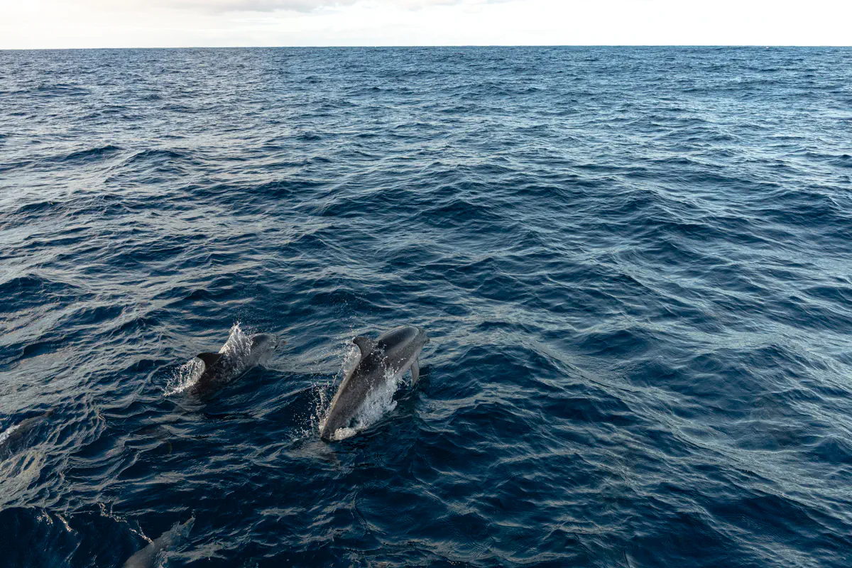 A pair of dolphins swimming, partially submerged in the ocean. The wide expanse of open water emphasizes their movement through the sea.