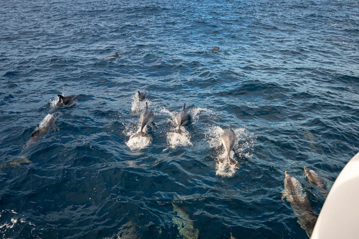 A group of dolphins swims together near the coast of São Miguel Island, surfacing together beside the boat. White splashes contrast against the dark blue water as the pod moves forward.