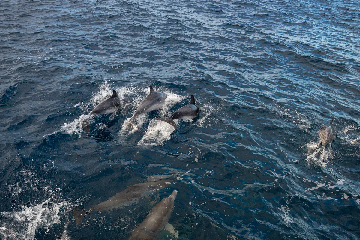 A pod of dolphins swims alongside a boat in the open Atlantic Ocean near Ponta Delgada, with several dorsal fins breaking the surface. The dolphins move together through deep blue water, creating splashes and ripples as they travel.