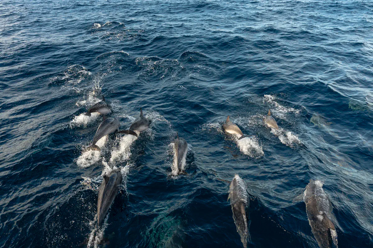 Dolphins glide through rolling ocean waves as they travel in a group near the boat. The textured surface of the sea highlights their movement and speed.