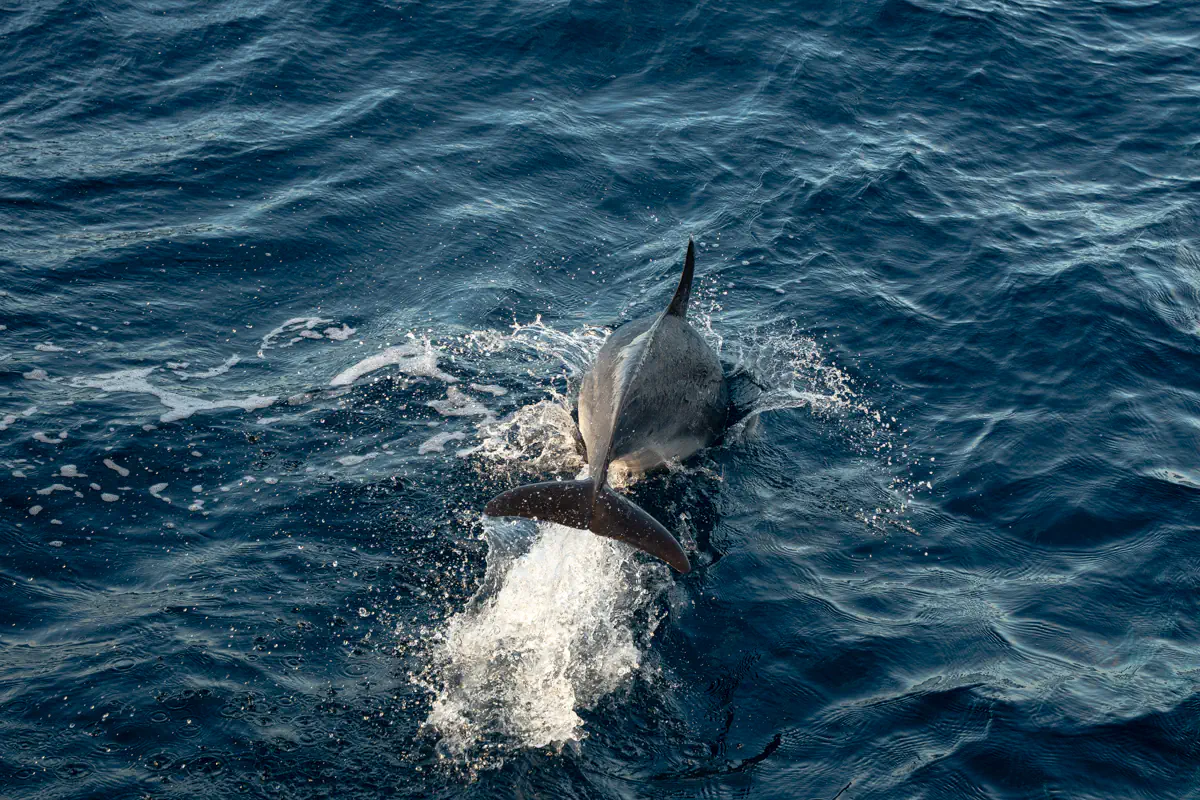 A dolphin surfaces through choppy ocean water, creating a splash as it swims alongside the boat. The deep blue sea shows ripples and movement around the dolphin.