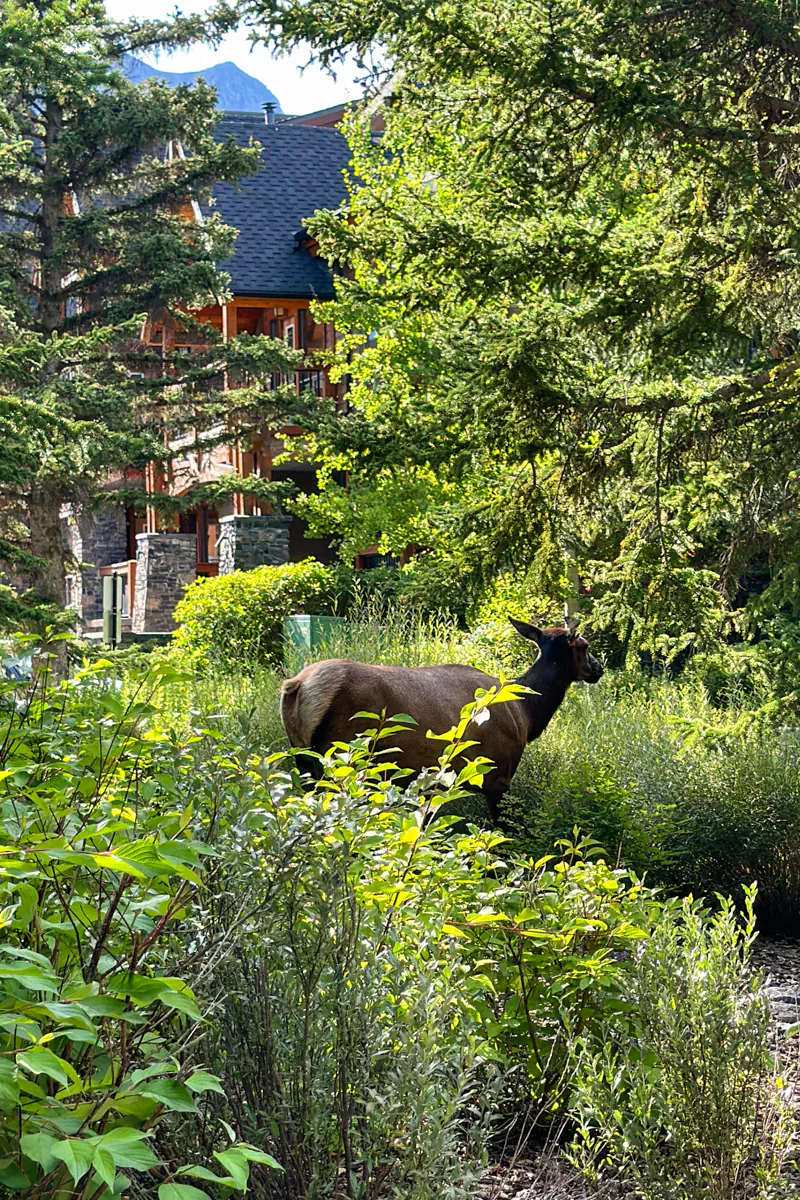 An elk standing in dense greenery in a residential area, with a mountain lodge-style building partially visible through the trees.