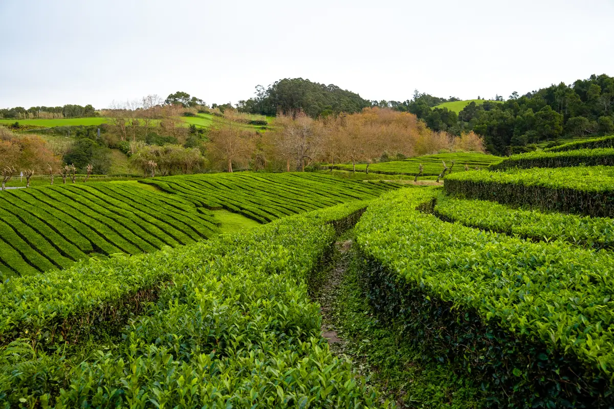 Neatly trimmed green tea fields forming rows across rolling hills on São Miguel Island, Azores.