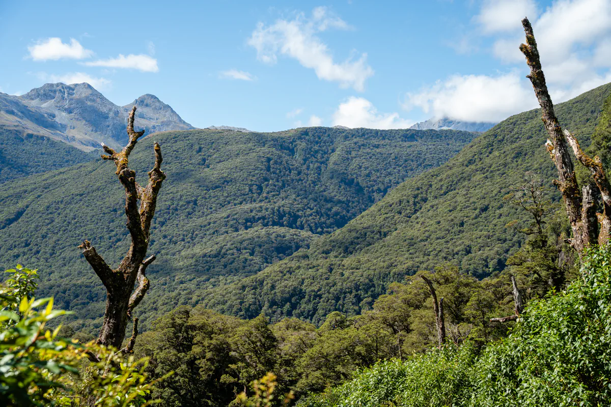 View over dense green forest and mountain peaks in Fiordland National Park, New Zealand. The landscape shows rolling alpine hills covered in thick native vegetation under a blue sky.