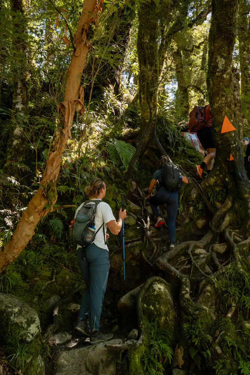 Hikers climbing a steep section of the Lake Marian hiking trail in. The trail winds through dense forest with large tree roots, moss-covered trunks, and orange trail markers on the trees.