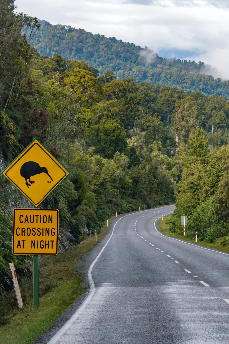 A winding road curves through lush green forest with a yellow kiwi crossing sign warning drivers of wildlife. The sign reads caution crossing at night, highlighting the presence of native animals in this scenic natural area.