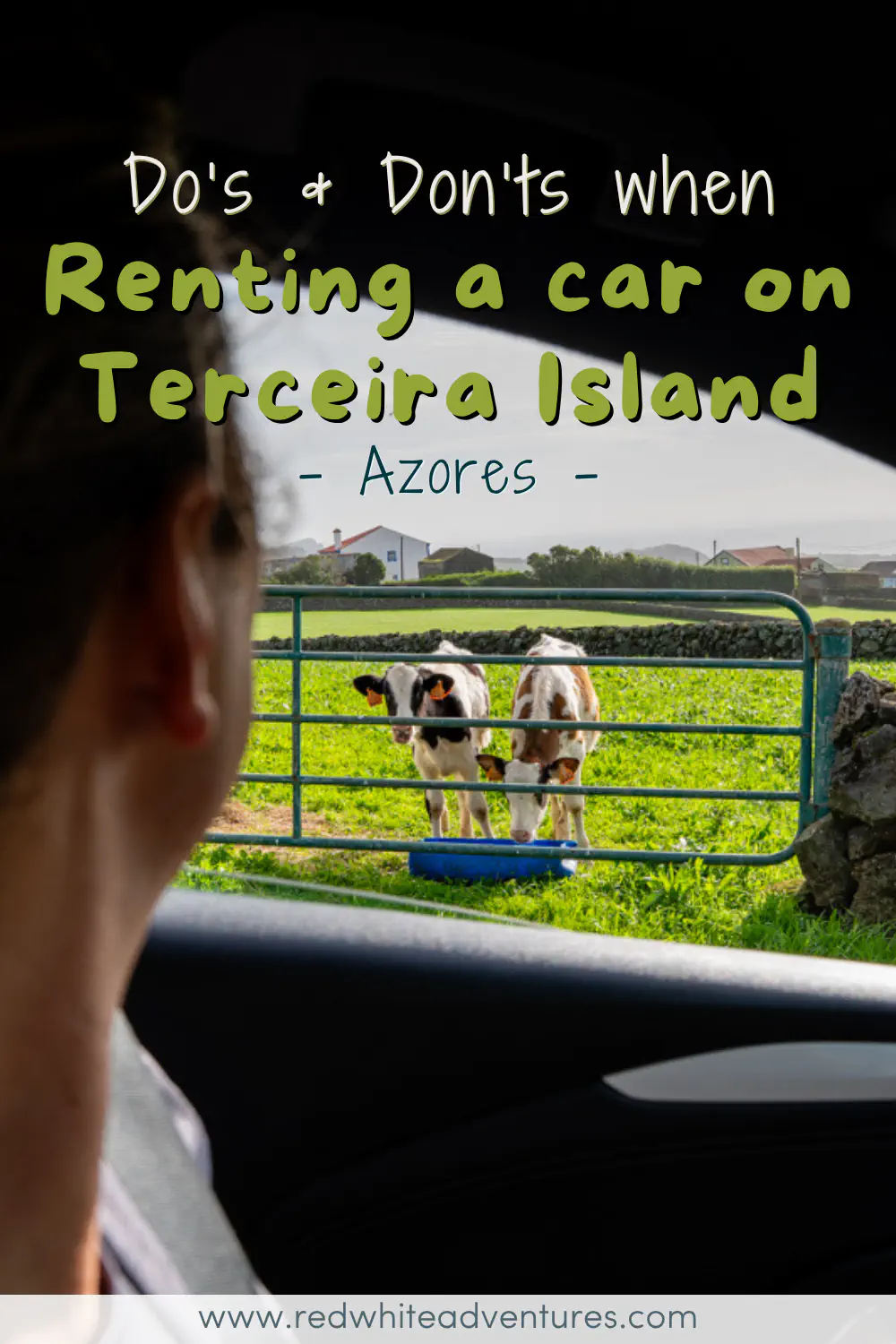 Two cows stand at a farm gate in a vivid green field on Terceira Island, seen from inside a car window with a person's silhouette in the foreground. Text overlay reads "Do's & Don'ts when Renting a car on Terceira Island, Azores.