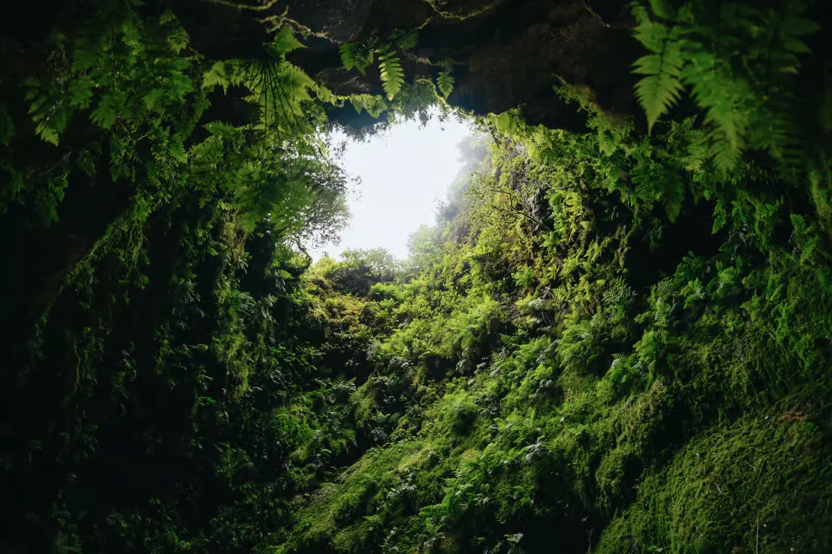 Looking up from inside a volcanic lava tube on Terceira Island in the Azores, a circular opening frames a bright misty sky, with lush ferns and moss blanketing the steep rock walls all the way to the surface.