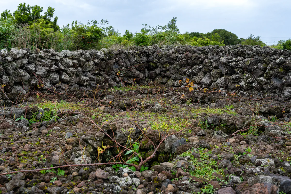 A close-up of traditional lava stone walls at a winery on Terceira Island in the Azores, with bare vines and patches of green weeds growing across the dark volcanic rock under an overcast sky.