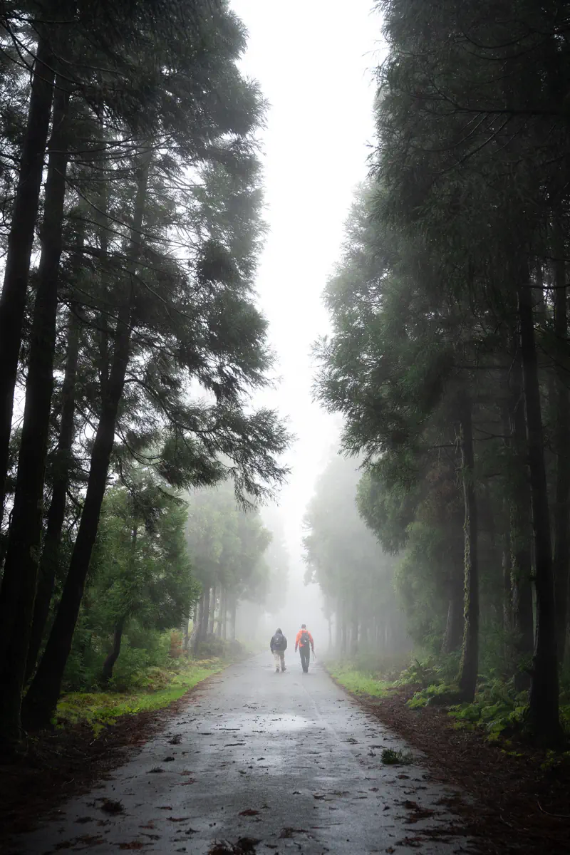 Two hikers walk side by side down a straight tree-lined road on Terceira Island, disappearing into thick fog as tall trees tower on either side and the misty white light draws the eye forward.