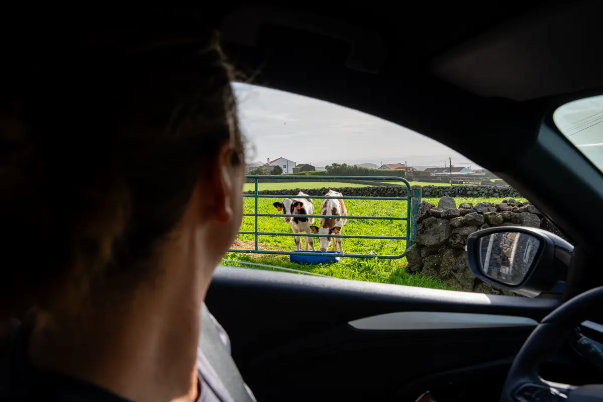 A view from inside a car on Terceira Island in the Azores, where a person looks out the window at two black-and-white cows standing at a metal gate beside a lava stone wall, with bright green fields and white village houses visible beyond.