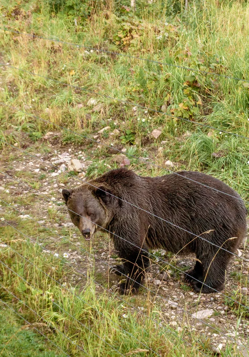 Boo the grizzly bear hanging out in his habitat!