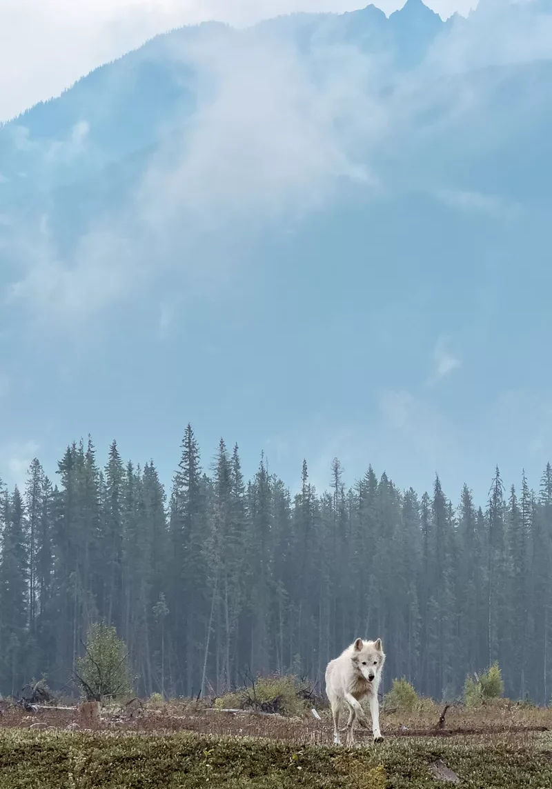 Stunning picture of a real grey wolf out in nature.