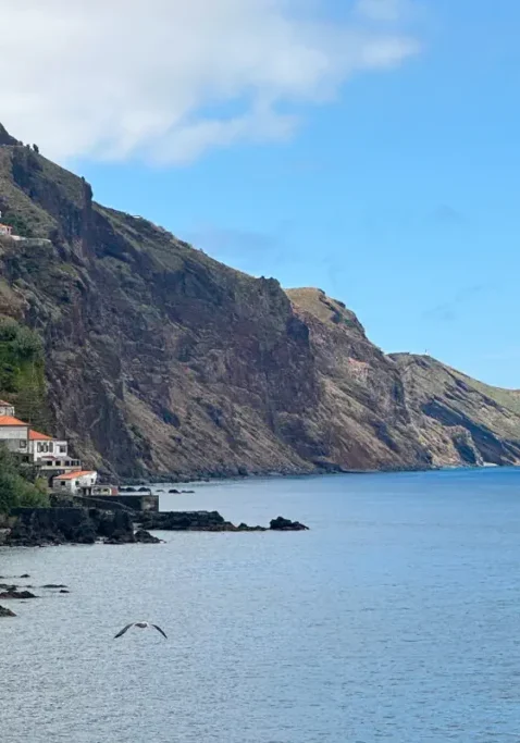 Steep coastal cliffs in Madeira rise above the calm Atlantic Ocean, with white buildings scattered along the rugged shoreline. A seabird flies low over the water as the dramatic headlands stretch into the distance under a blue sky.