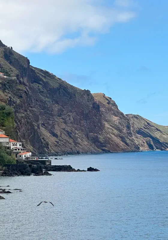 Steep coastal cliffs in Madeira rise above the calm Atlantic Ocean, with white buildings scattered along the rugged shoreline. A seabird flies low over the water as the dramatic headlands stretch into the distance under a blue sky.