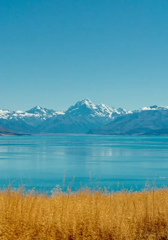 Golden grass in the foreground frames an incredible view of Lake Pukaki with its striking turquoise water, backed by the snow-covered peak of Aoraki Mount Cook under a clear blue sky. The scene captures the serene beauty of New Zealand's Southern Alps from the Pukaki Kettle Hole Track.