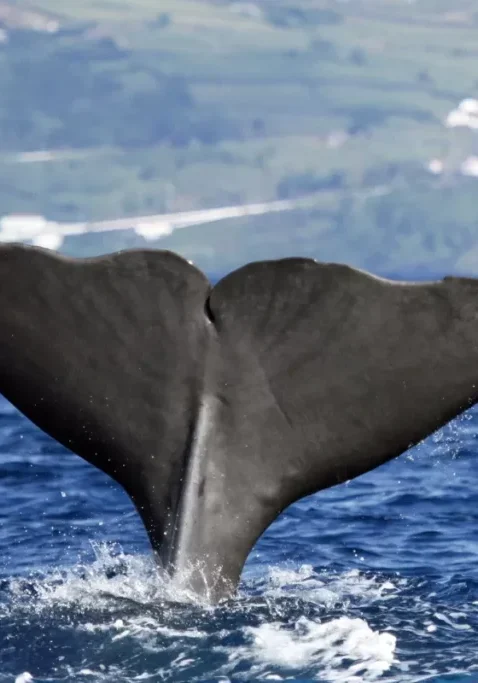 A close-up of a whale’s tail as it dives into the Atlantic Ocean, with water splashing around and a green, hilly coastline faintly visible in the background.