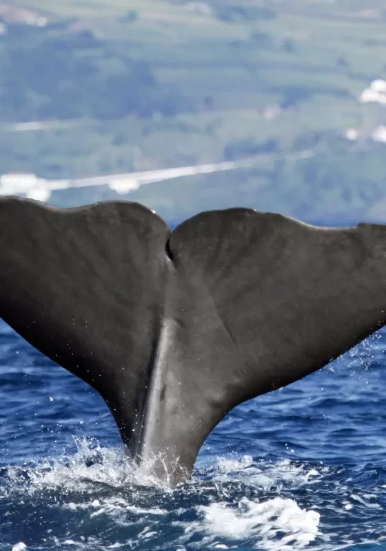 A close-up of a whale’s tail as it dives into the Atlantic Ocean, with water splashing around and a green, hilly coastline faintly visible in the background.