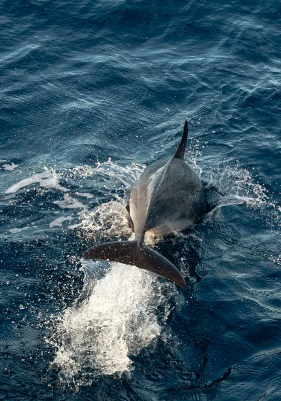 A dolphin surfaces through choppy ocean water, creating a splash as it swims alongside the boat. The deep blue sea shows ripples and movement around the dolphin.