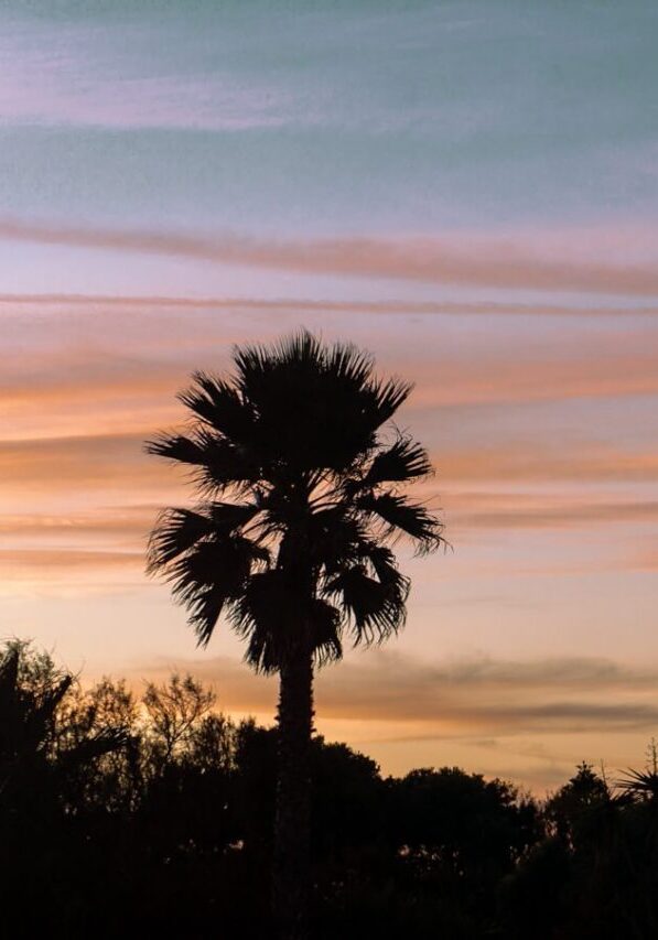 Beautiful photo of a palm tree in front of an Ericeira Sunset.