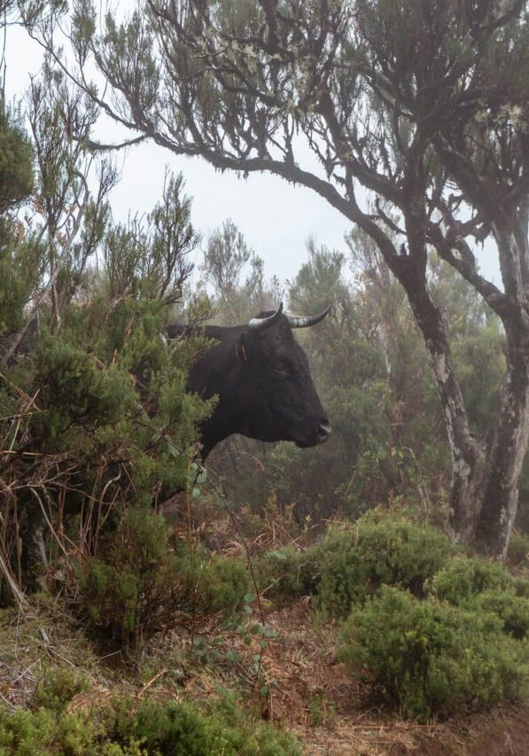 Cow along the Vereda do Fanal hike in Madeira.