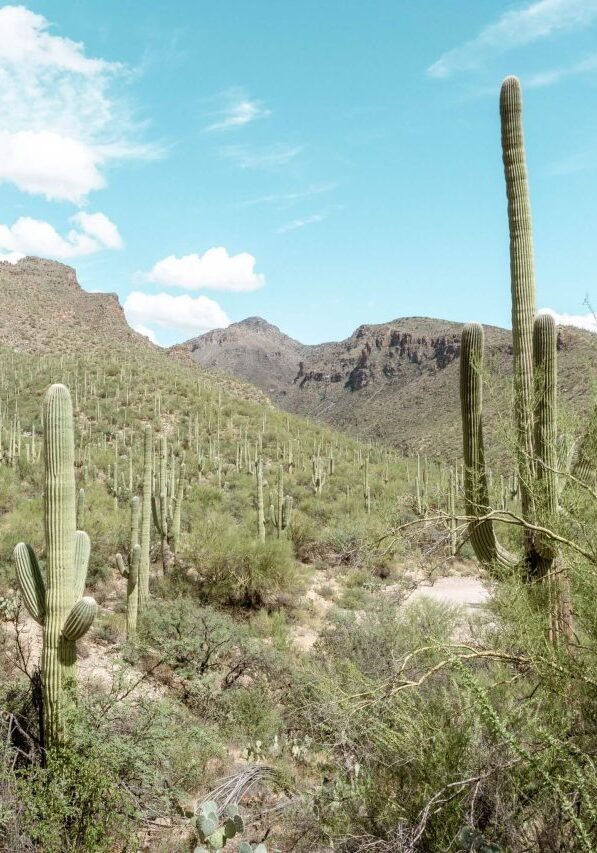 The famous Tucson Saguaros